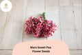 Mars Sweet Pea Seeds | Lathyrus odoratus Deep Red Flowers Garden Planting (50+ Seeds)