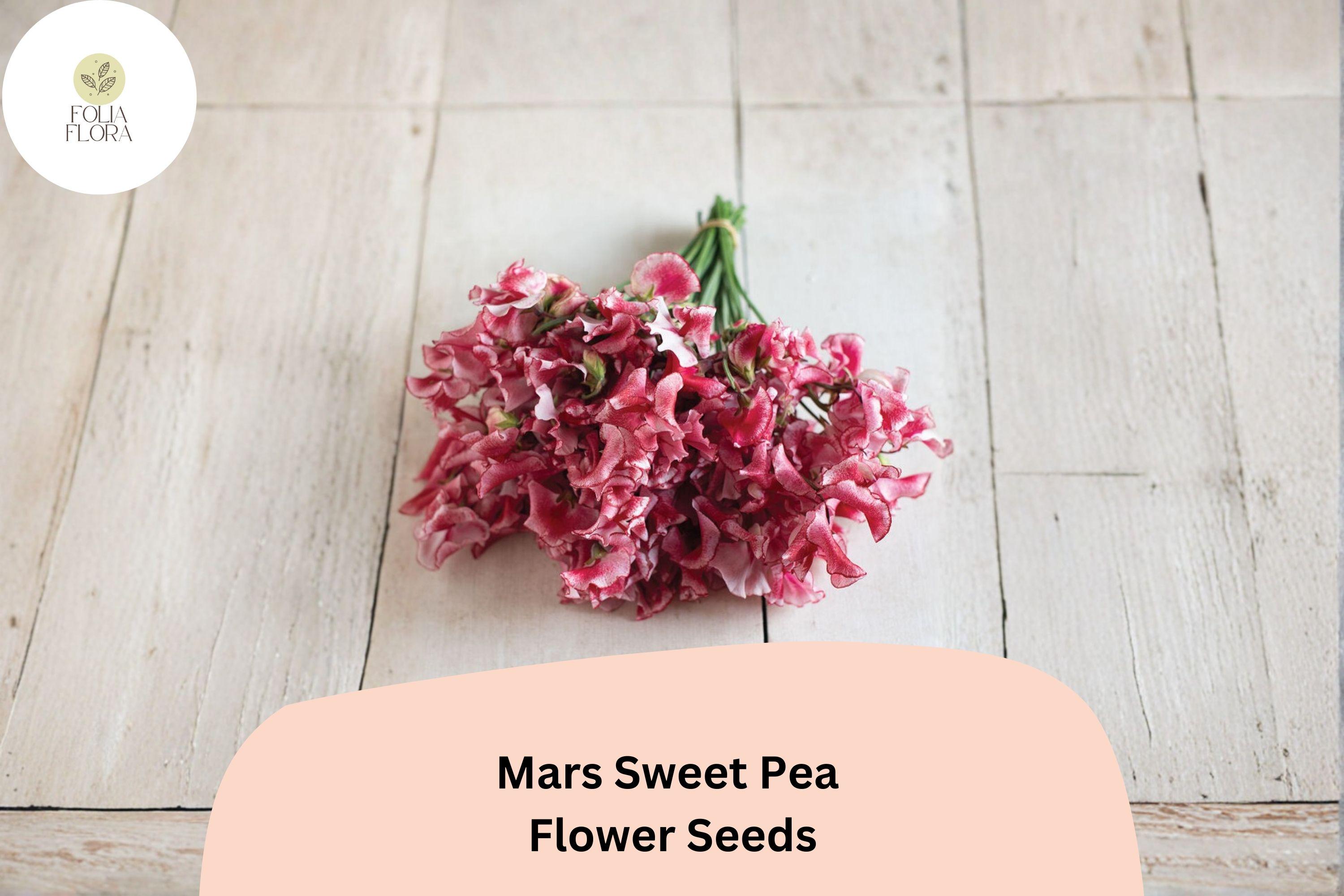 Mars Sweet Pea Seeds | Lathyrus odoratus Deep Red Flowers Garden Planting (50+ Seeds)