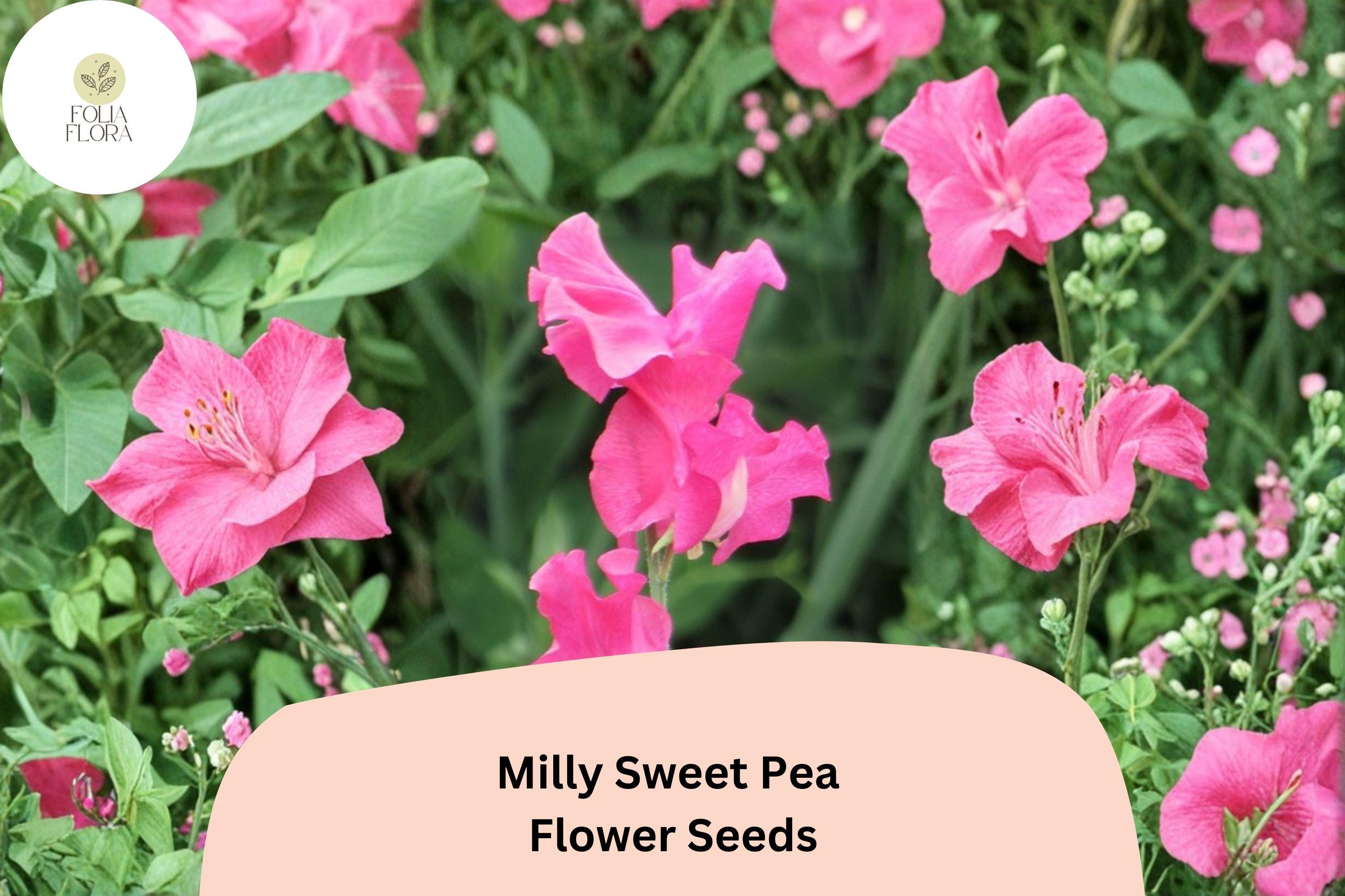 Milly Sweet Pea Seeds | Lathyrus odoratus Soft Pastel Flowers Garden Planting (50+ Seeds)