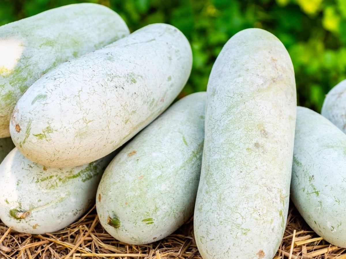 Wax Gourd Seeds | Winter Melon Vegetable | Benincasa hispida | Asian Cooking Gourd | 10 Seeds