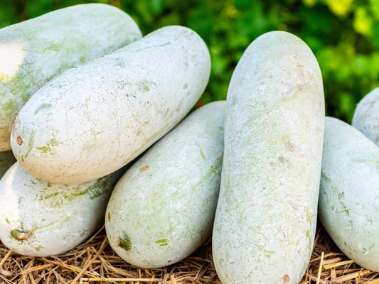 Wax Gourd Seeds | Winter Melon Vegetable | Benincasa hispida | Asian Cooking Gourd | 10 Seeds