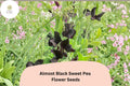 Almost Black Sweet Pea Seeds | Lathyrus odoratus Deep Maroon Blooms Garden Planting (50+ Seeds)