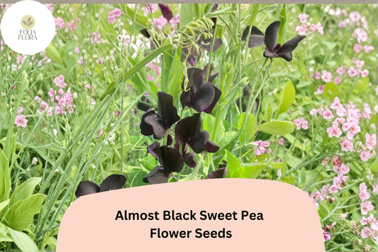Almost Black Sweet Pea Seeds | Lathyrus odoratus Deep Maroon Blooms Garden Planting (50+ Seeds)