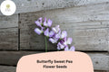 Butterfly Sweet Pea Seeds | Lathyrus odoratus Bicolor Winged Blooms Garden Planting (50+ Seeds)