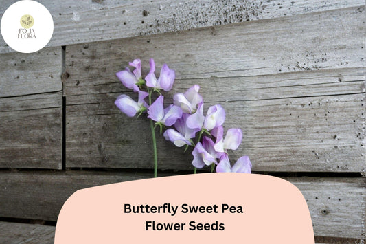 Butterfly Sweet Pea Seeds | Lathyrus odoratus Bicolor Winged Blooms Garden Planting (50+ Seeds)