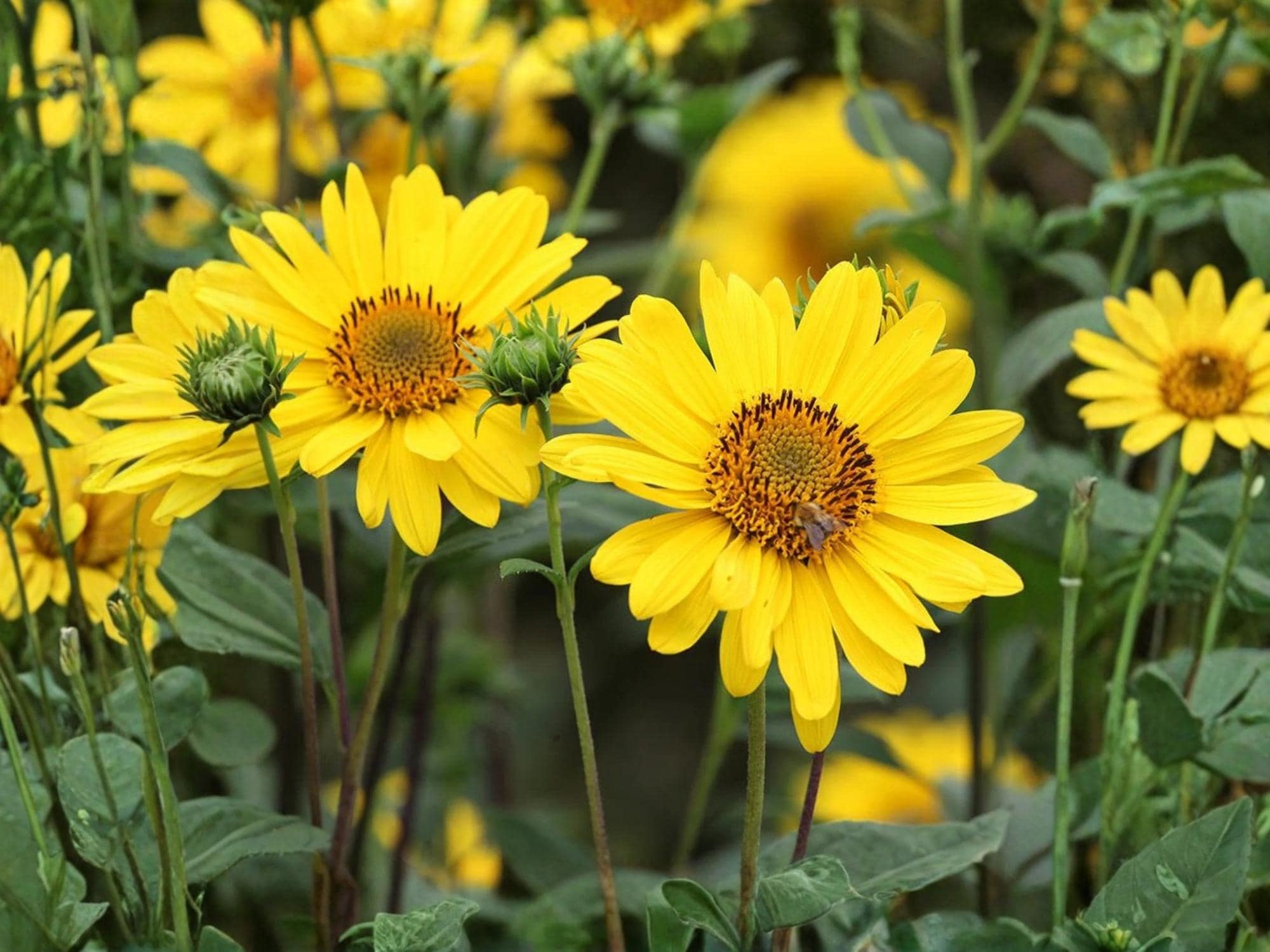 Early Sunflower Seeds – Heliopsis helianthoides Native Perennial Flower, Pollinator Plant, Non-GMO, 100 Seeds