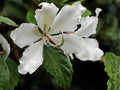 Bauhinia alba White Orchid Tree Seeds – Tropical Ornamental Flowering Plant, Large White Flowers, Butterfly-Shaped Foliage, 10 Seeds
