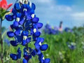 Texas Bluebonnet Seeds - Lupinus texensis Native Wildflower for Gardens & Pollinators, 50 Seeds