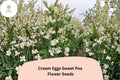 Cream Eggs Sweet Pea Seeds | Bicolor Blooms, Climbing Vine