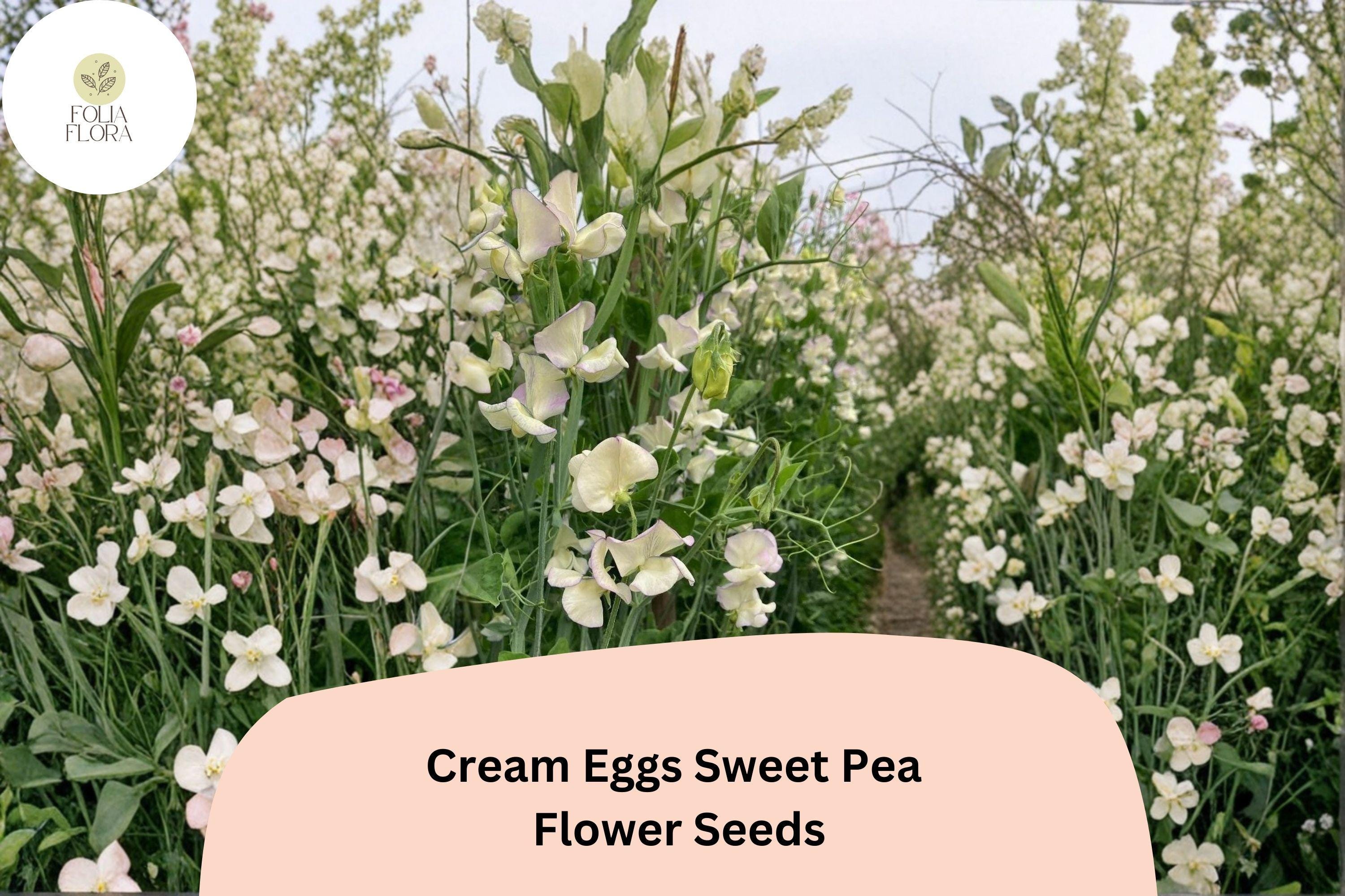 Cream Eggs Sweet Pea Seeds | Bicolor Blooms, Climbing Vine