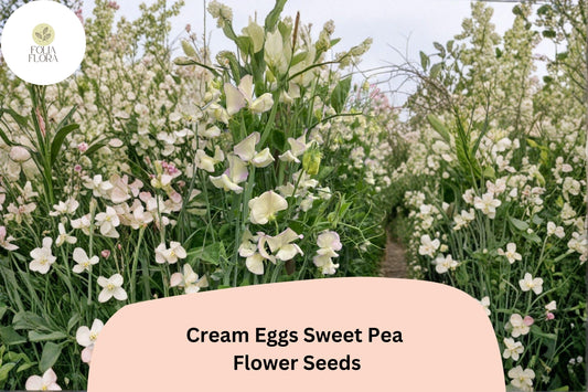 Cream Eggs Sweet Pea Seeds | Bicolor Blooms, Climbing Vine
