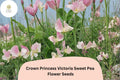 Crown Princess Victoria Sweet Pea Seeds | Lathyrus odoratus Soft Pink Blooms Garden (50+ Seeds)