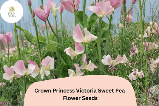 Crown Princess Victoria Sweet Pea Seeds | Lathyrus odoratus Soft Pink Blooms Garden (50+ Seeds)