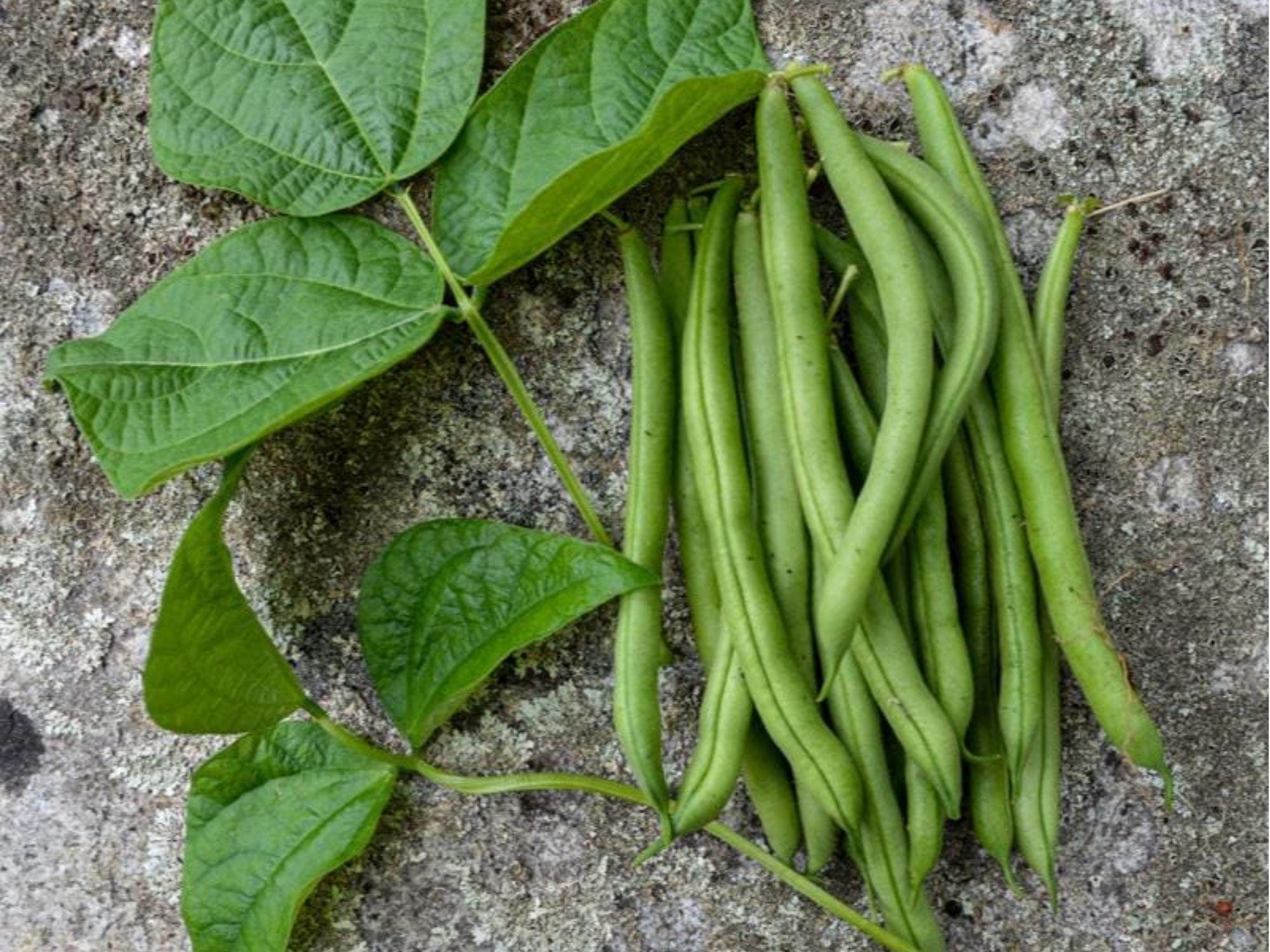 Provider Bush Bean Seeds – 25 Heirloom Non-GMO Green Beans for Container & Garden Cultivation