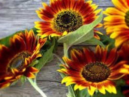 Autumn Beauty Sunflower Seeds | Multicolor Heirloom Cut Flower | Helianthus annuus | Pollinator Garden