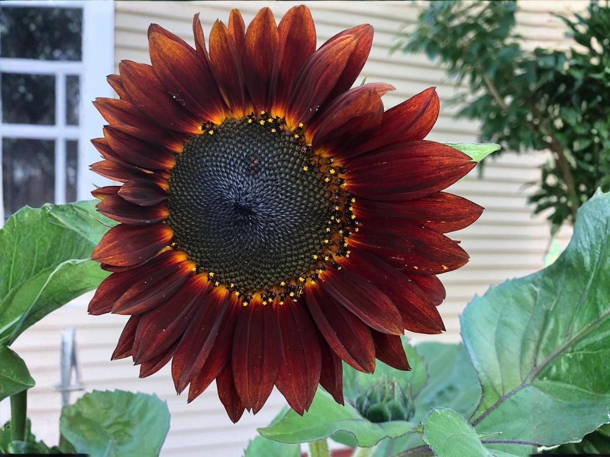 Velvet Queen Sunflower Seeds | Deep Red Burgundy Blooms | Heirloom Annual Flower | Pollinator & Cut Flower Favorite | 15 Seeds