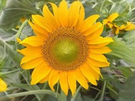 Sunspot Sunflower Seeds | Dwarf Helianthus annuus | Compact Container Plant with 8-12" Bright Yellow Flowers | 15 Seeds