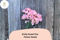 Emily Sweet Pea Seeds | Lathyrus odoratus Soft Pink Blooms Garden Planting (50+ Seeds)