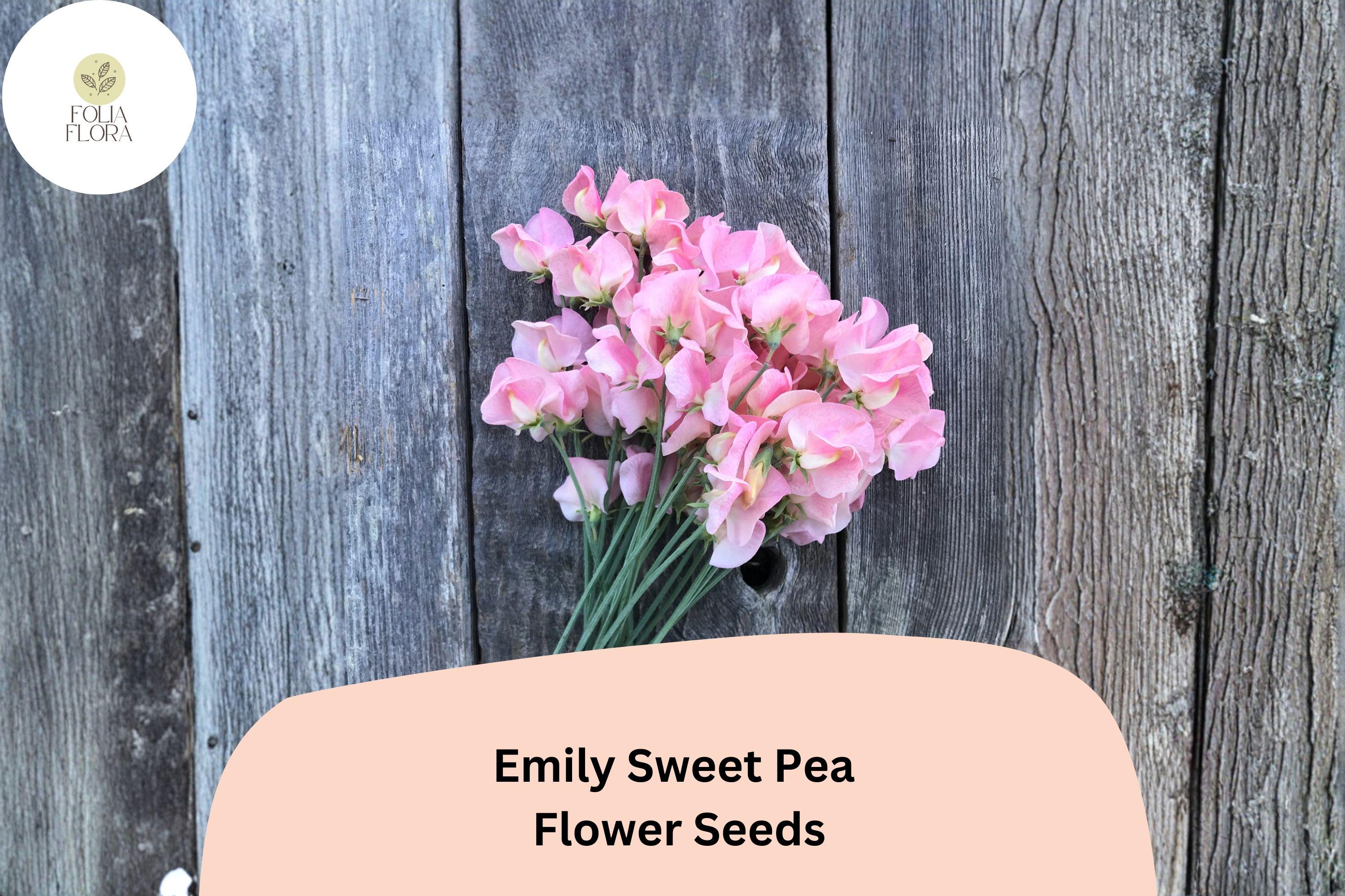 Emily Sweet Pea Seeds | Lathyrus odoratus Soft Pink Blooms Garden Planting (50+ Seeds)