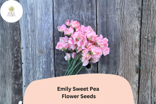 Emily Sweet Pea Seeds | Lathyrus odoratus Soft Pink Blooms Garden Planting (50+ Seeds)