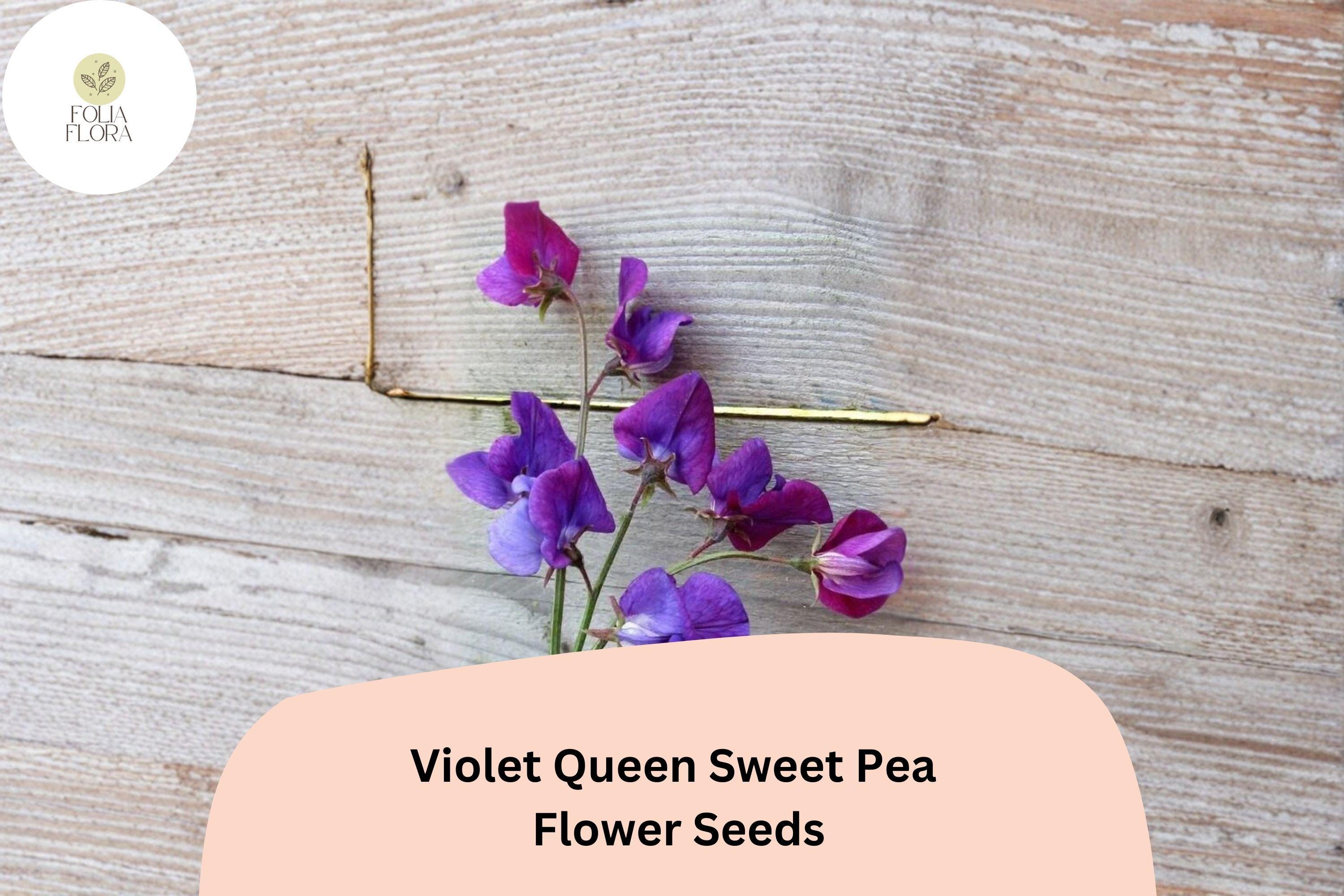 50+ Violet Queen Sweet Pea Seeds | Fragrant Violet Purple Flower for Garden Trellis