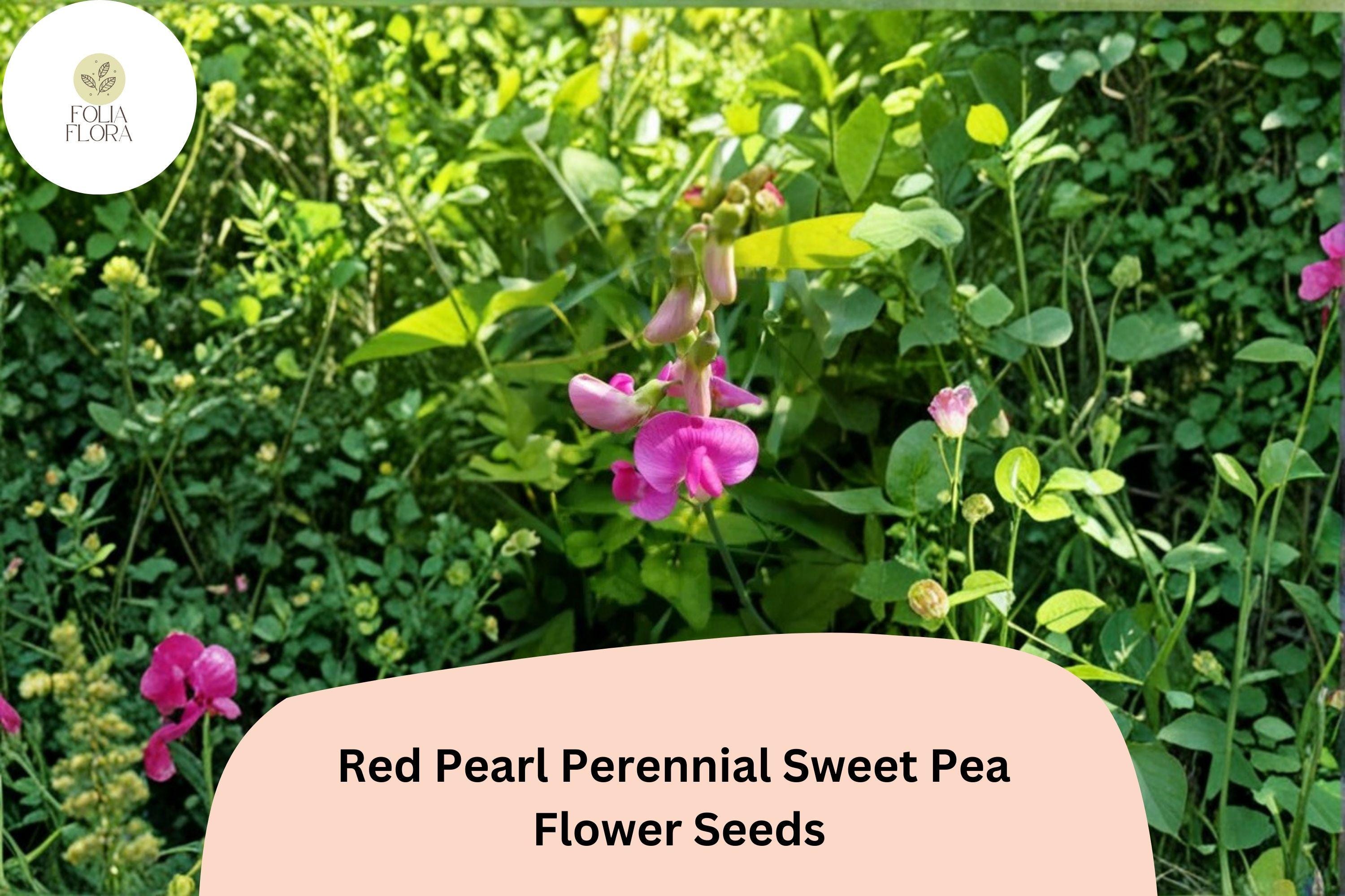 Red Pearl Sweet Pea Seeds | Perennial Climbing Vine