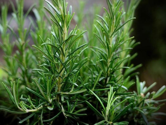 Rosemary Herb Seeds – 50 Pack, Culinary & Medicinal Perennial Plant for Home Garden, Aromatic Fragrant Herb, Rosmarinus officinalis
