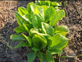 Large Leaf Sorrel Seeds – 100 Perennial Herb for Culinary Use, Bright Lemon Flavor, Easy to Grow, Home Garden, Salads & Soups