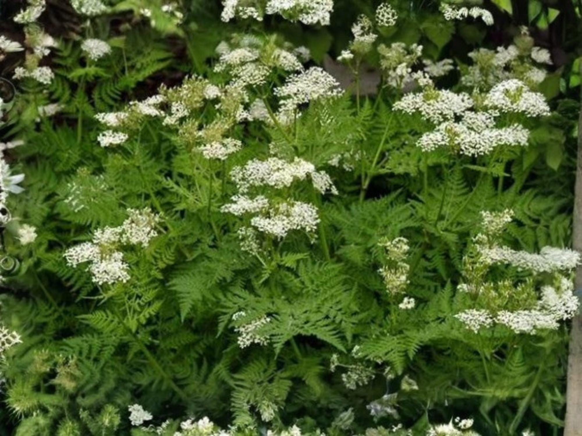Anise Seeds – 100 Pack, Culinary & Medicinal Herb for Home Garden, Aromatic Licorice Flavor, Annual Herb, Pimpinella anisum