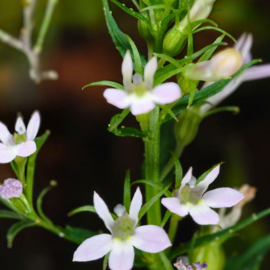 Virginia Waterleaf Seeds, Perennial Wildflower, Lavender Purple, Native Woodland Plant, Shade Garden, Hydrophyllum virginianum