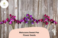 Matucana Sweet Pea Seeds | Lathyrus odoratus Maroon Purple Bicolor Blooms Garden Planting (50+ Seeds)