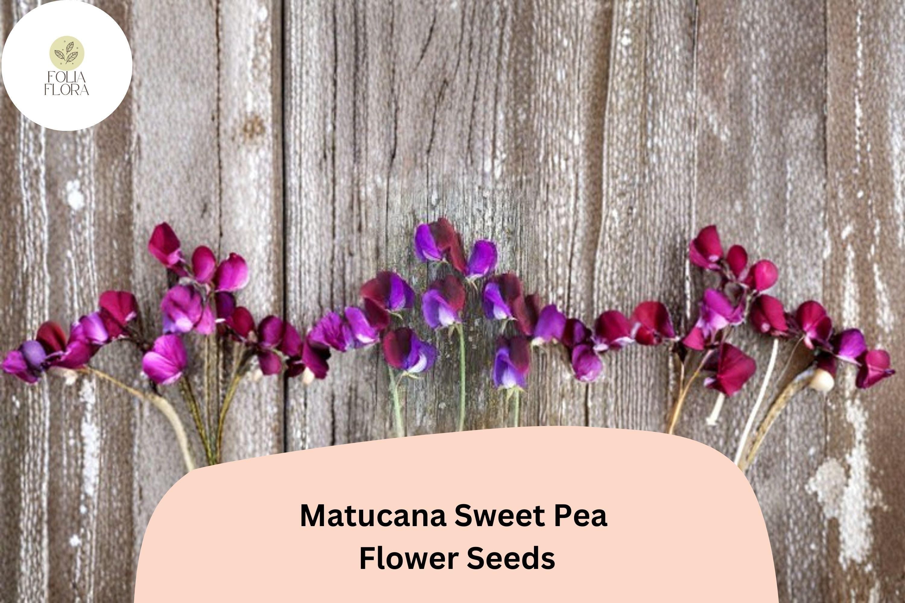 Matucana Sweet Pea Seeds | Lathyrus odoratus Maroon Purple Bicolor Blooms Garden Planting (50+ Seeds)