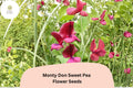 Monty Don Sweet Pea Seeds | Red Climbing Vine for Cottage Gardens