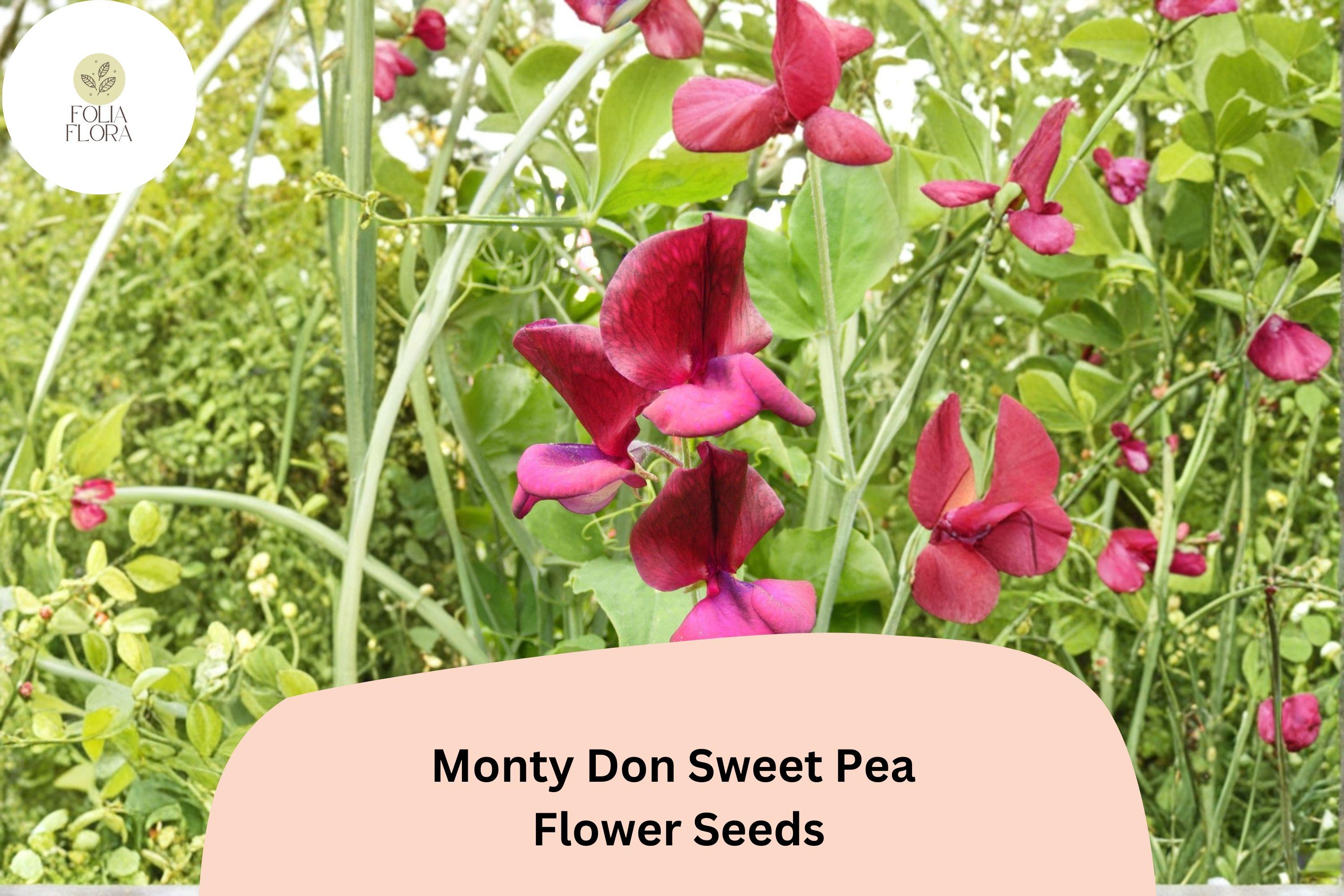 Monty Don Sweet Pea Seeds | Red Climbing Vine for Cottage Gardens