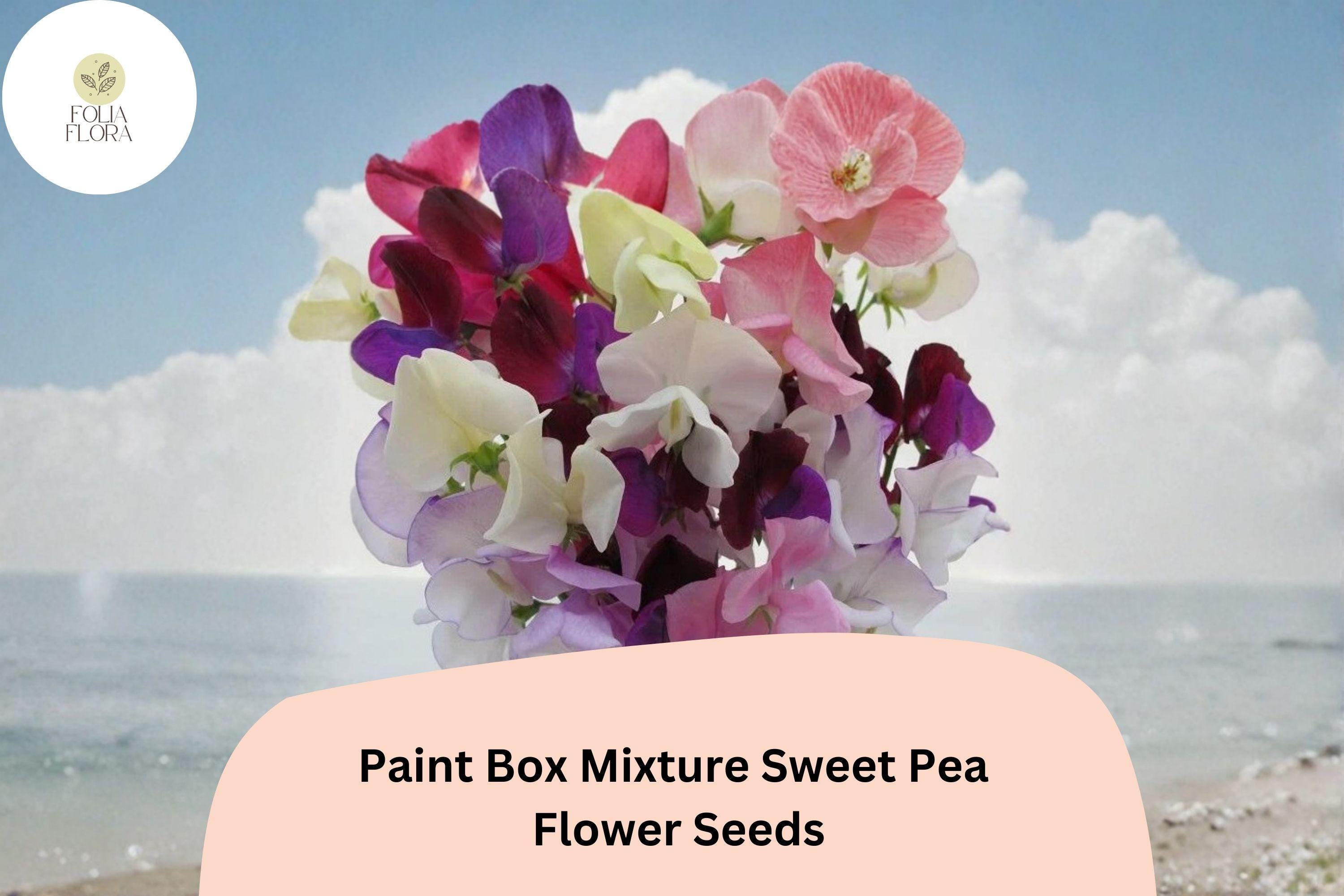 Paint Box Sweet Pea Seeds | Mixed Color Climbing Vine