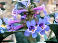 Sand Penstemon Seeds | Native Desert Wildflower | Pink to Lavender Blooms | Penstemon acuminatus | 50 Seeds