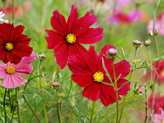 Cosmos Dazzler Seeds | Bright Red Annual Flower for Pollinators | Cosmos bipinnatus | 100 Seeds