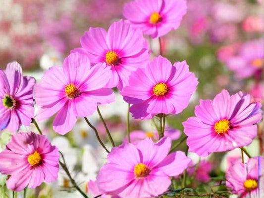 Cosmos Gloria Pink Seeds | Easy Annual Flower for Cutting Gardens & Pollinators | Cosmos bipinnatus | 100 Seeds
