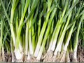 Evergreen Bunching Onion Seeds – Non-Bulbing Scallion, Cold Hardy, Green Onion, Allium fistulosum, 50 Seeds