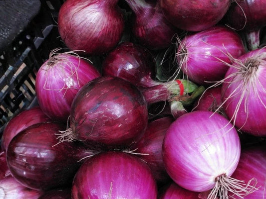 Southport Red Globe Onion Seeds – Heirloom Bulb Onion – Red Storage Variety – 50 Seeds