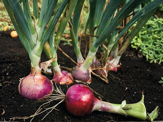 Red Grano Onion Seeds – Short-Day Bulb Onion, Sweet Red, Heirloom Vegetable Garden, 50 Seeds