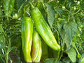 Lumbre Hot Pepper Seeds – Heirloom Mexican Chili, Spicy, 25 Seeds for Salsas, Sauces, Drying, Warm-Season Annual