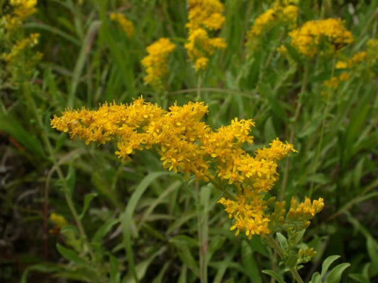 Old Field Goldenrod Seeds – Native Perennial Wildflower, Bright Yellow, Supports Pollinators, Solidago nemoralis, 100 Seeds