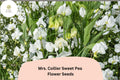 Mrs. Collier Sweet Pea Seeds | Lathyrus odoratus Cream Blooms Garden Planting (50+ Seeds)