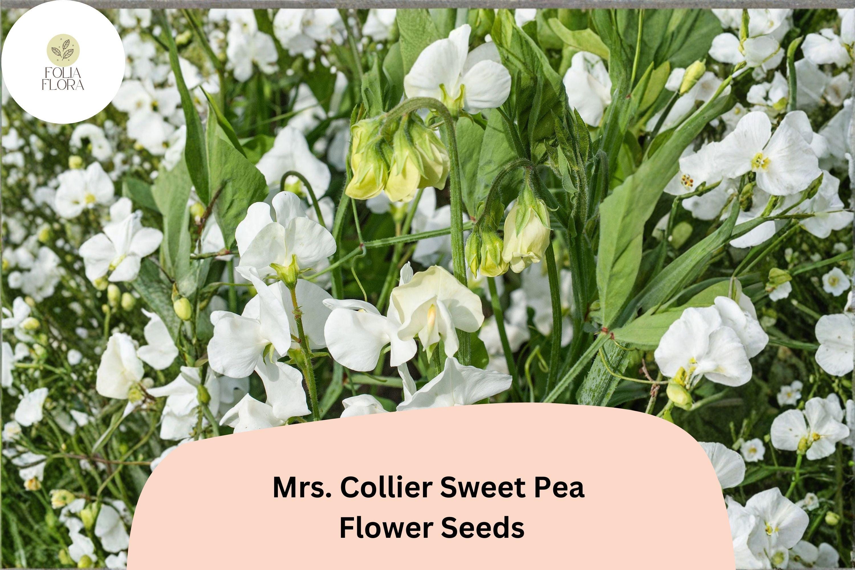 Mrs. Collier Sweet Pea Seeds | Lathyrus odoratus Cream Blooms Garden Planting (50+ Seeds)