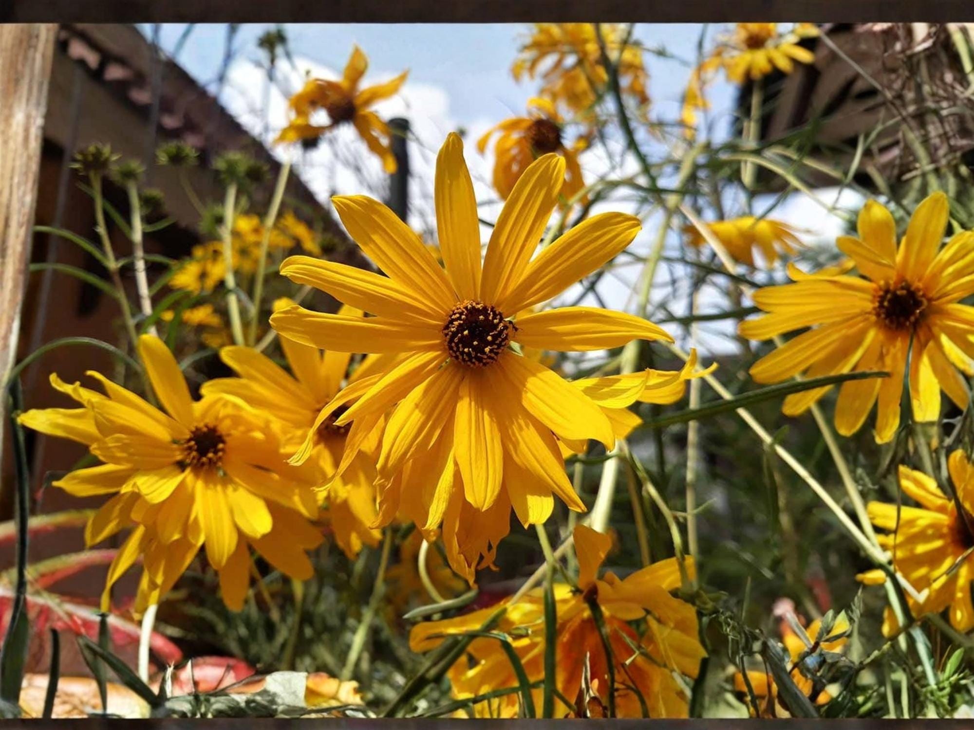 Swamp Sunflower Seeds | Helianthus angustifolius | Native Perennial Wildflower for Pollinators | 100 Seeds