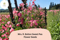 Mrs. R. Bolton Sweet Pea Seeds | Lathyrus odoratus Soft Pink Blooms Garden Planting (50+ Seeds)