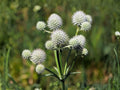 Rattlesnake Master Seeds | Eryngium yuccifolium | Native Prairie Wildflower | Pollinator & Beneficial Insect Plant | 100 Seeds