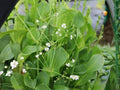 Mud Plantain Seeds - Native Aquatic Wildflower for Wetlands, Pond Edges & Restoration, Alisma subcordatum, 500 Seeds