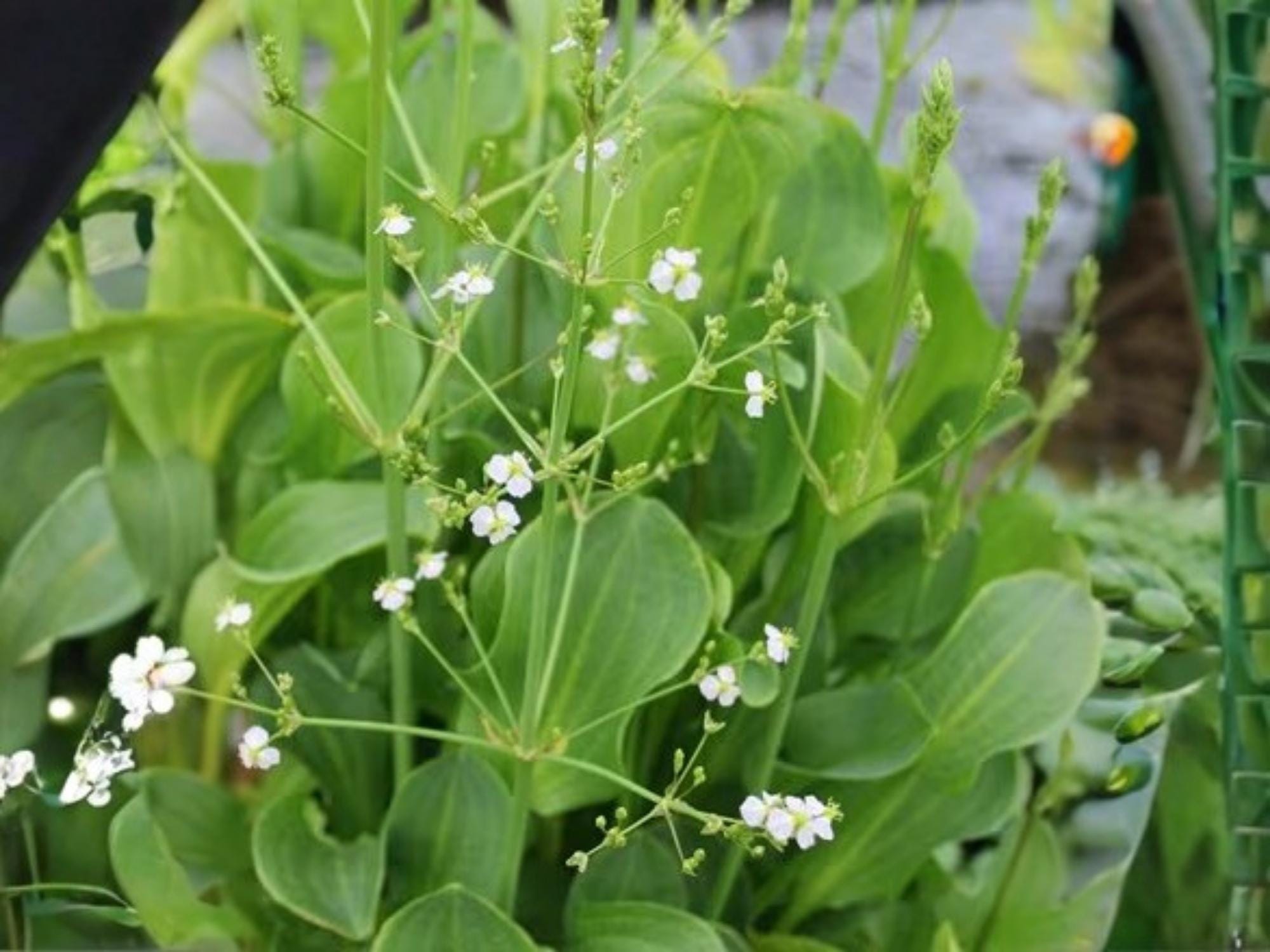 Mud Plantain Seeds - Native Aquatic Wildflower for Wetlands, Pond Edges & Restoration, Alisma subcordatum, 500 Seeds